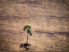 UK law will stop firms using products linked to illegal deforestation