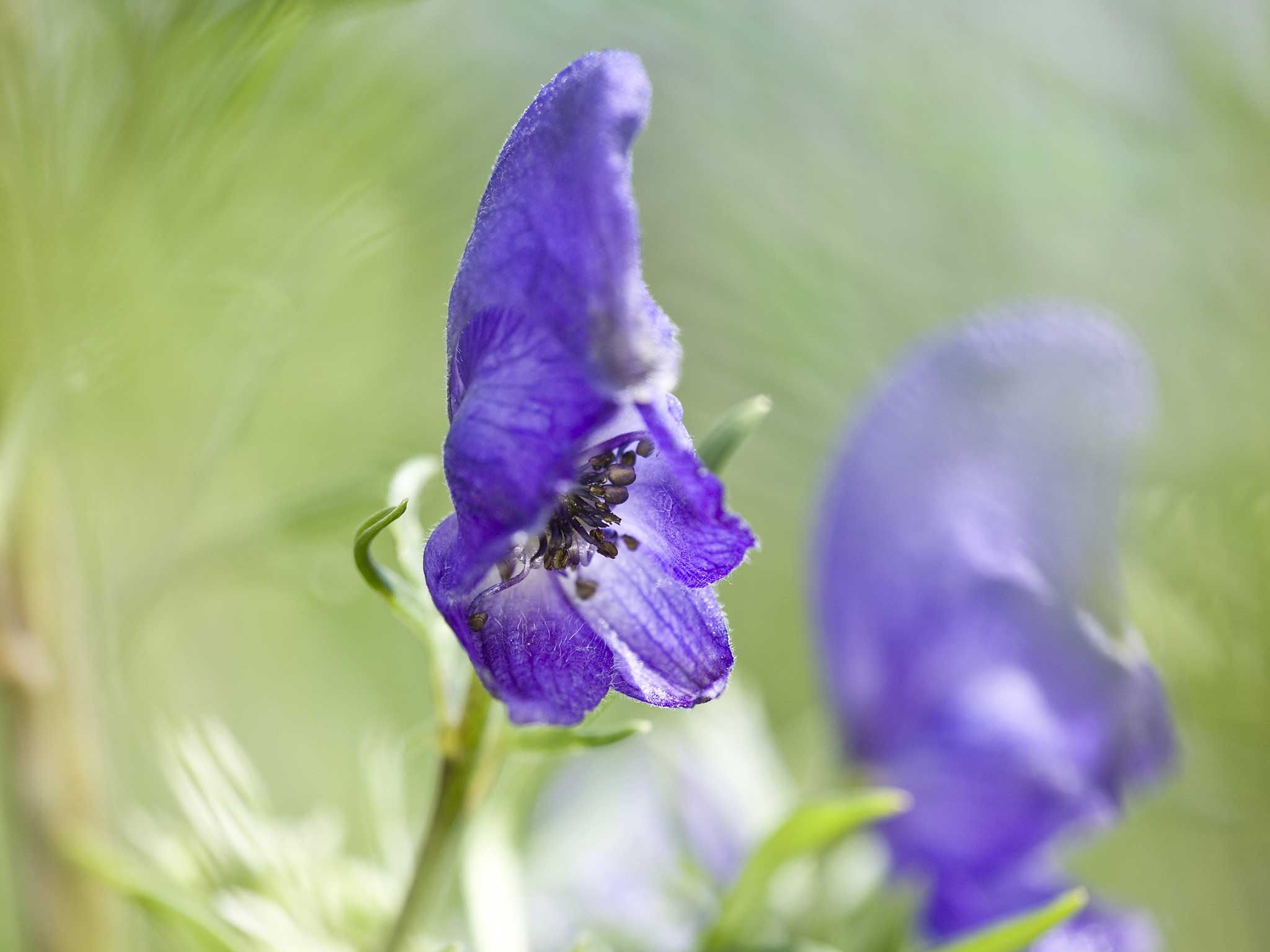 Gardener dies 'after brushing against deadly wolfsbane 