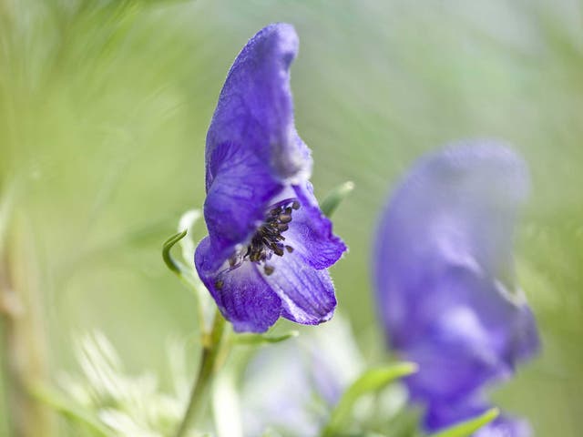 The deadly flower wolfsbane is surprising common in the UK