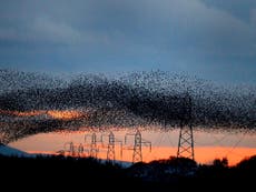 Starling murmurations in Britain