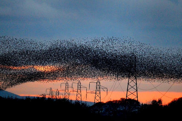 Tens of thousands of starlings start their murmuration, with Criffel mountain in the background, as dusk falls near Gretna Green on the England and Scotland border