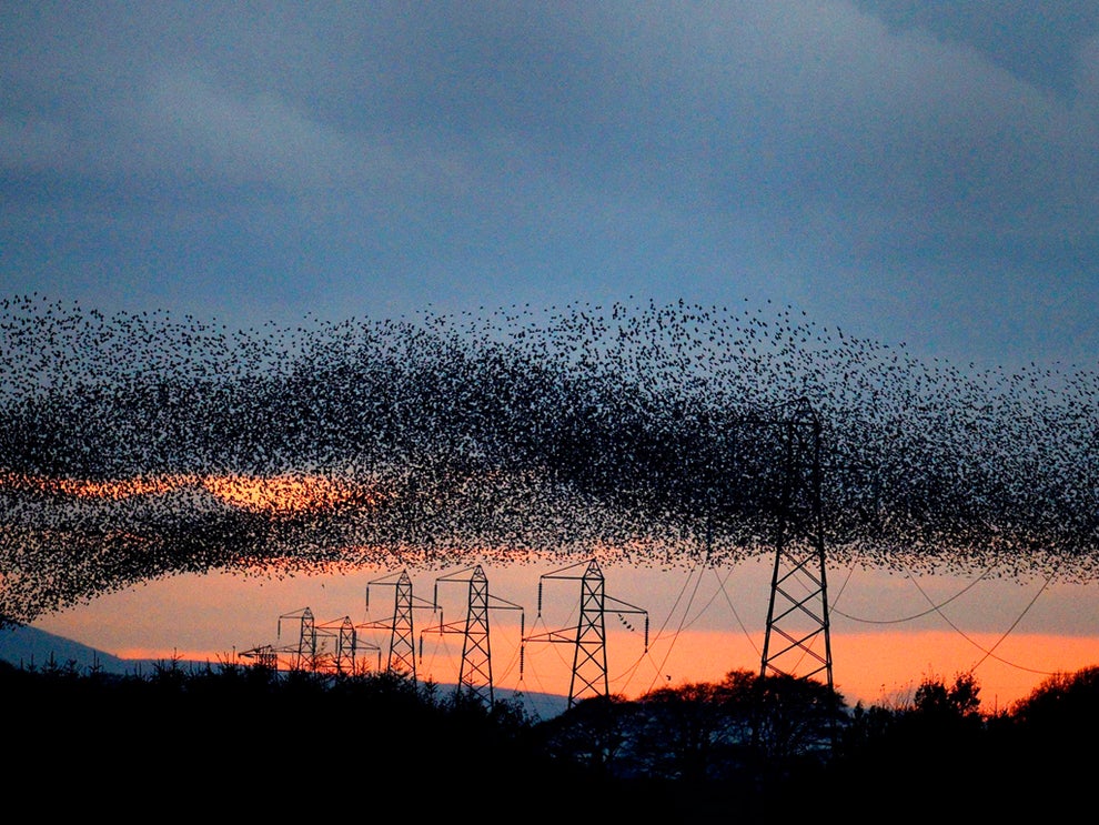 Starling murmurations in Britain | The Independent | The Independent