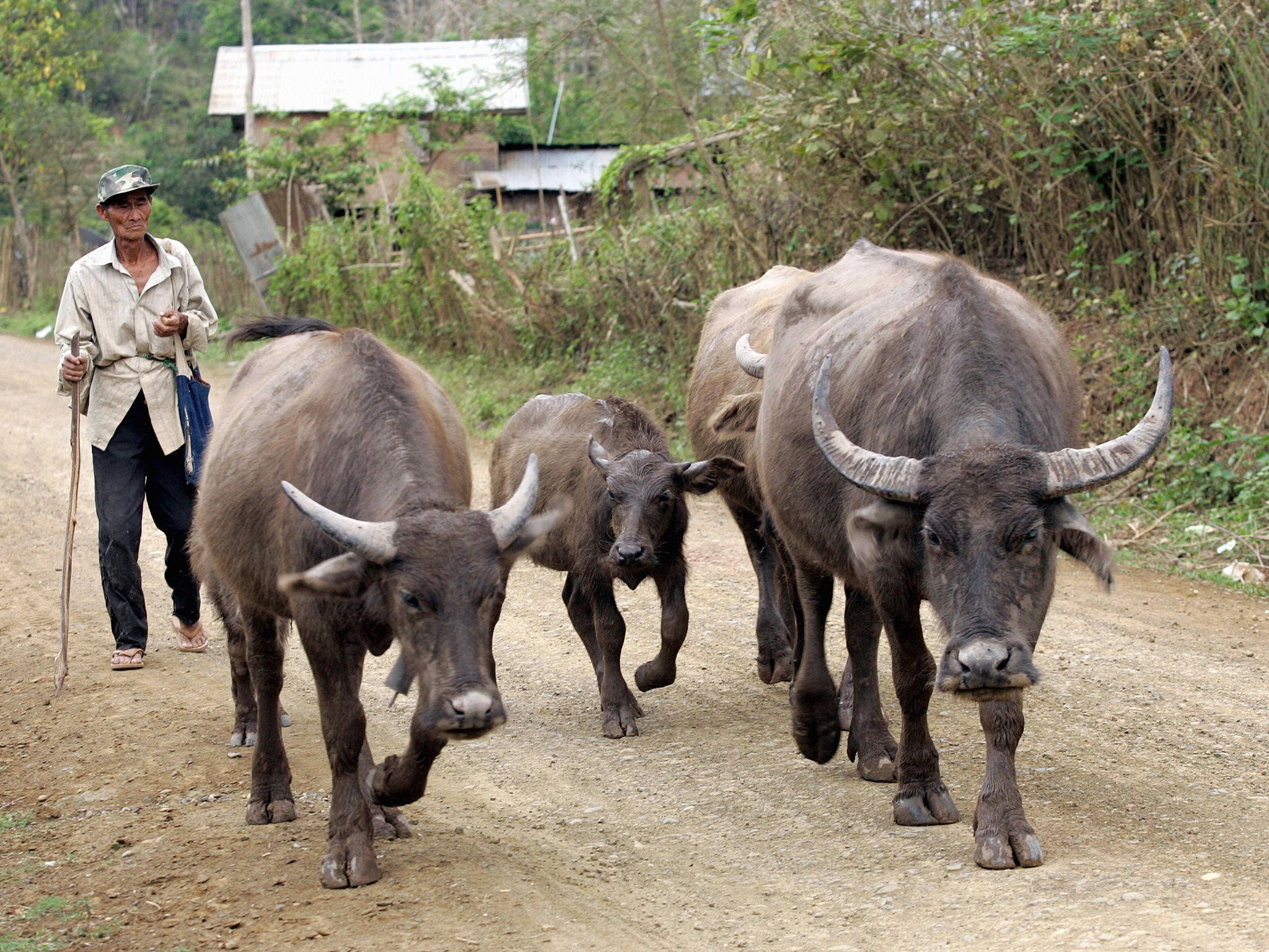 Water buffalo are found in India as well as across Asia
