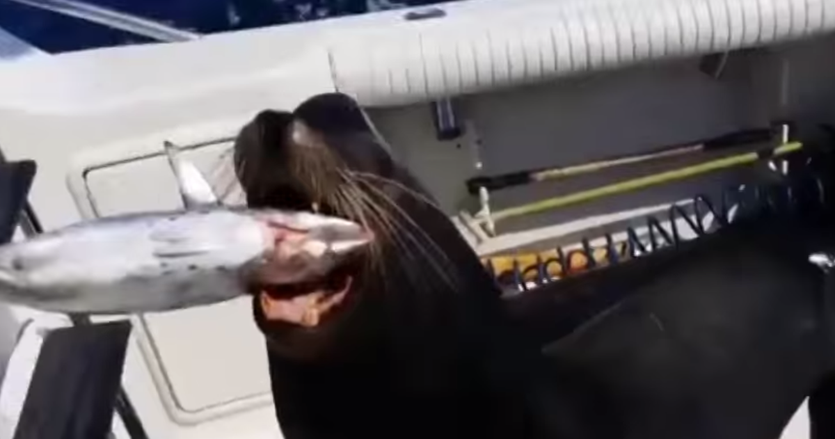 Watch A Sea Lion Leap Aboard A Moving Fishing Boat In The Hopes Of Being Fed The Independent The Independent