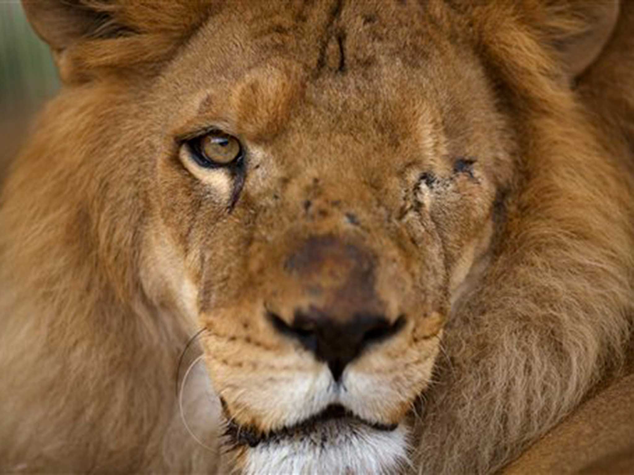 Rescued lions en route to new home in US after being so badly abused