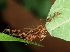 Scientists look to ants to help reduce traffic jams
