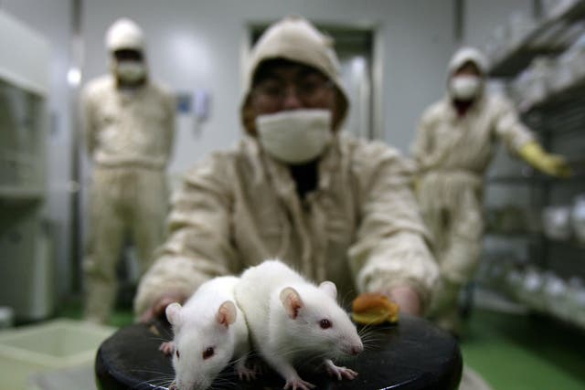 More than 4 million procedures were carried out on live animals in UK labs in 2015, the bulk of them rodents