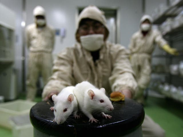 More than 4 million procedures were carried out on live animals in UK labs in 2015, the bulk of them rodents