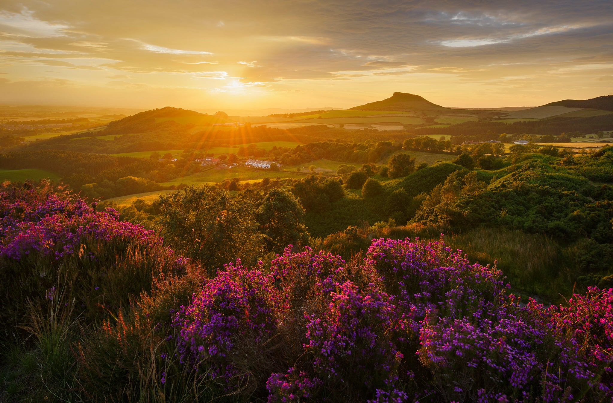Heather in Bloom, Roseberry Topping, North Yorkshire - winner of the Countryside is Great category