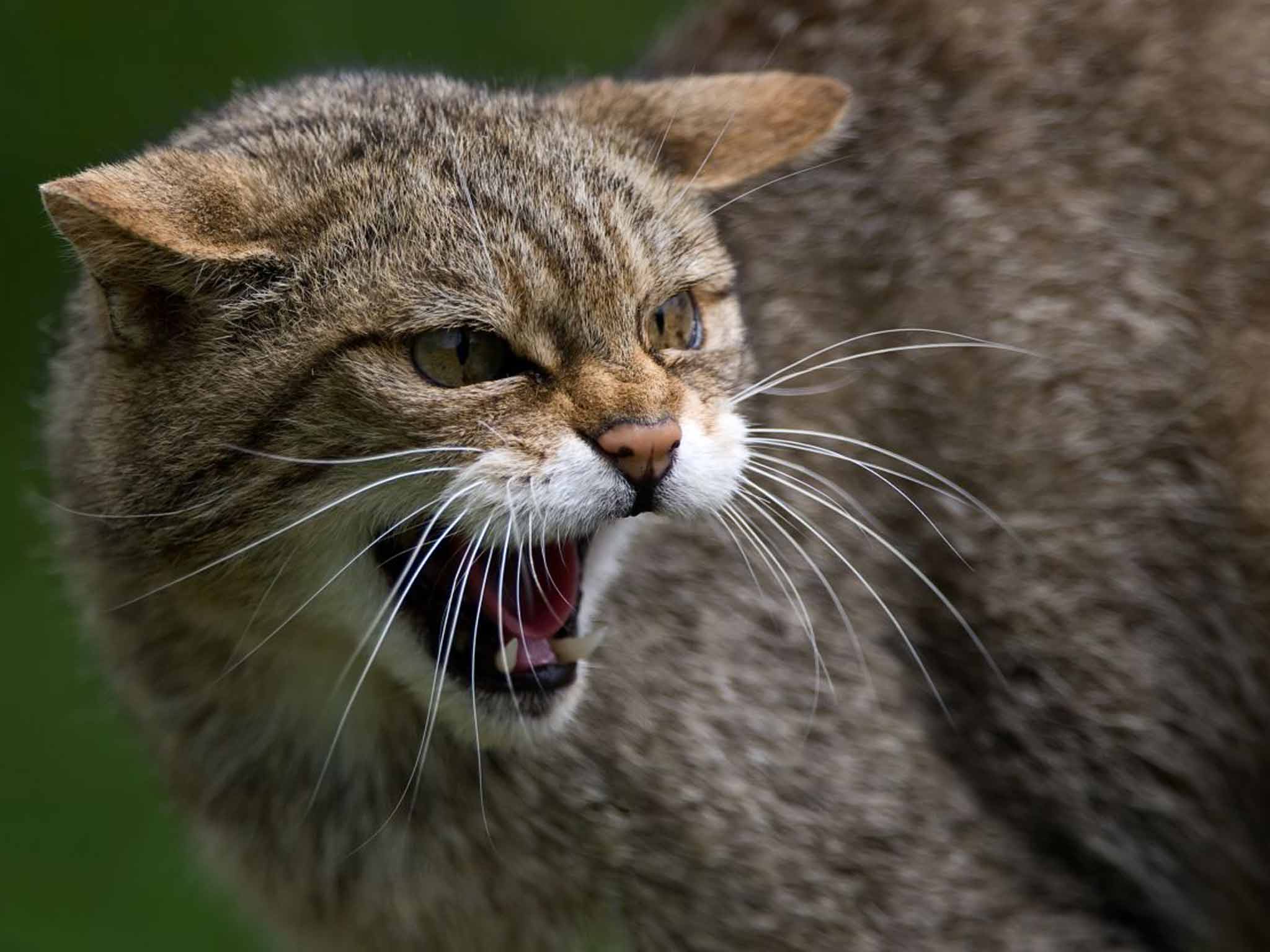 Look sharp: Scottish wildcats are a rare spot