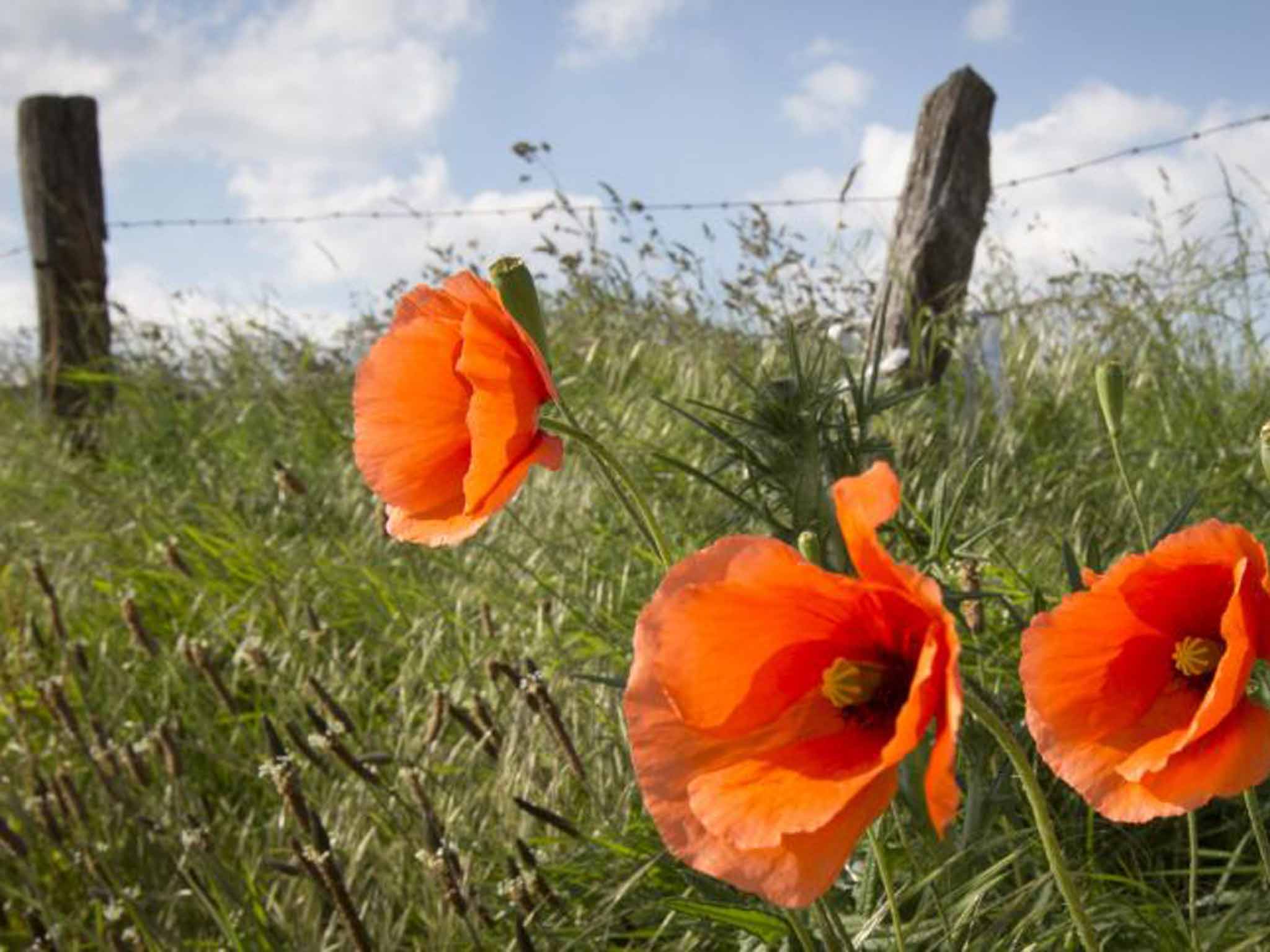 Red Poppy Silk Tie 2 Armistice Day British Army Royal Navy RAF Remembrance 