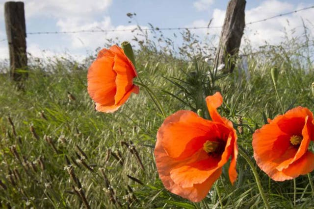 Lest we forget: the poppy grows in the most ravaged and inhospitable of land and thrives best in soil that has been disturbed