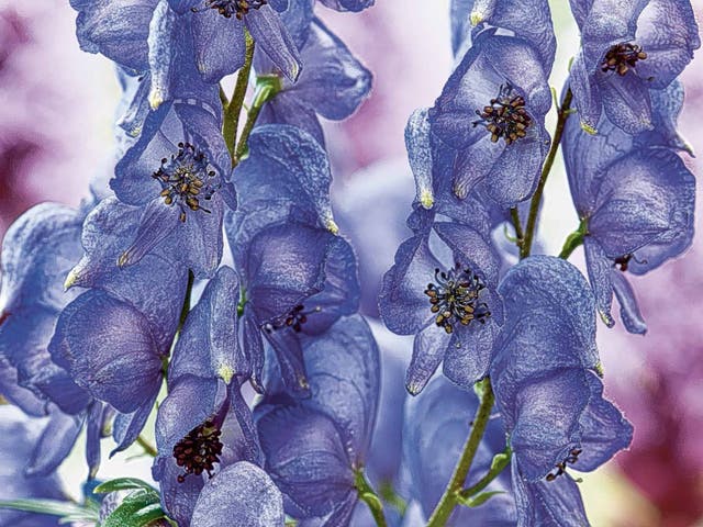 Poisonous Flower That Causes Heart Attack