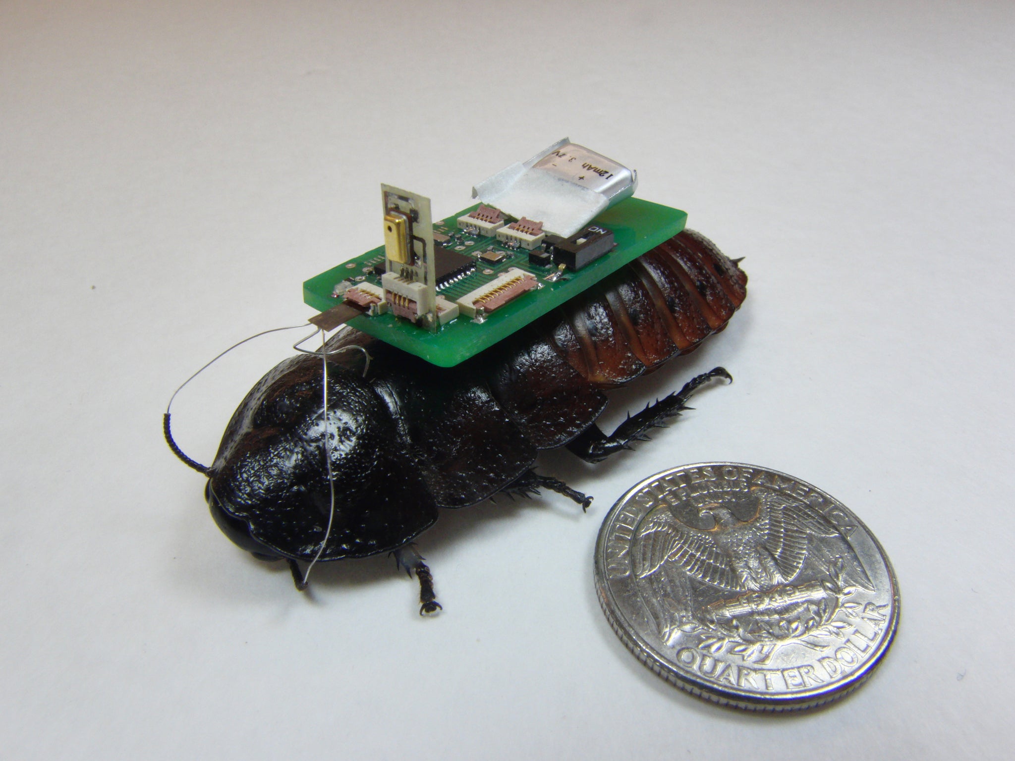 A wired up cockroach or 'biobot'