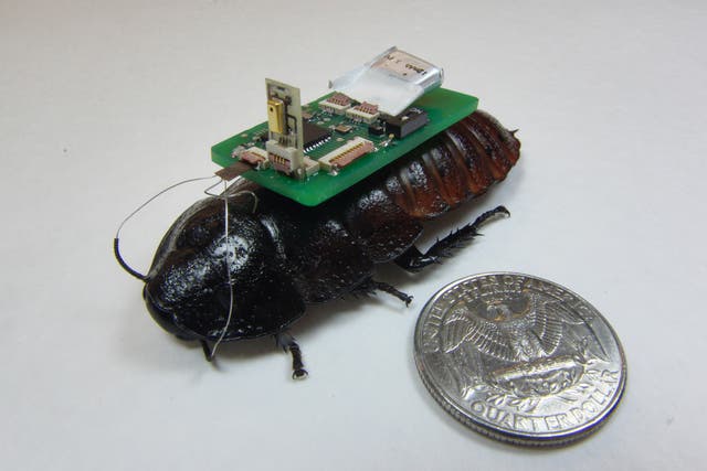 A wired up cockroach or 'biobot'