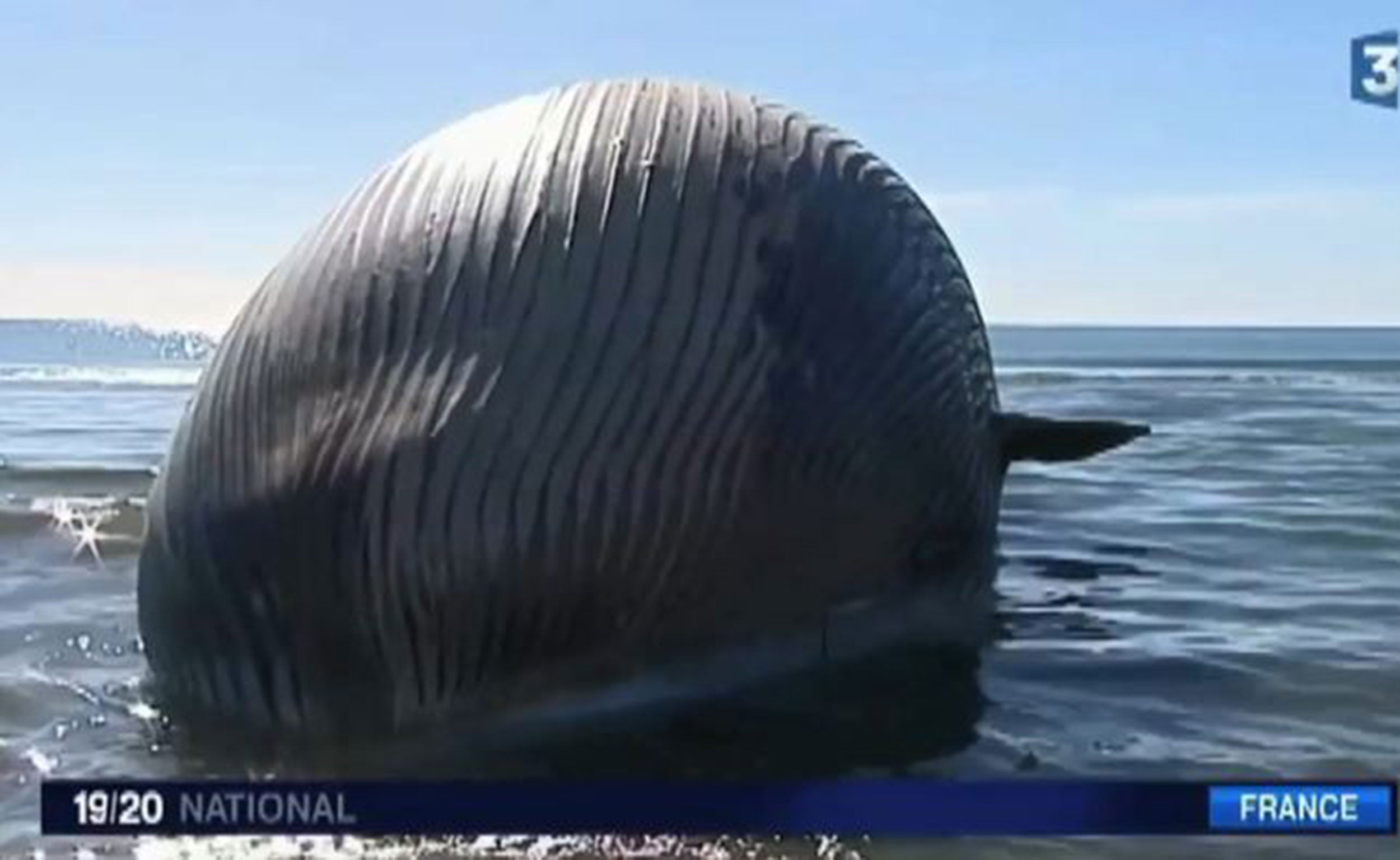 Authorities in France are investigating how to dispose of a beached whale
