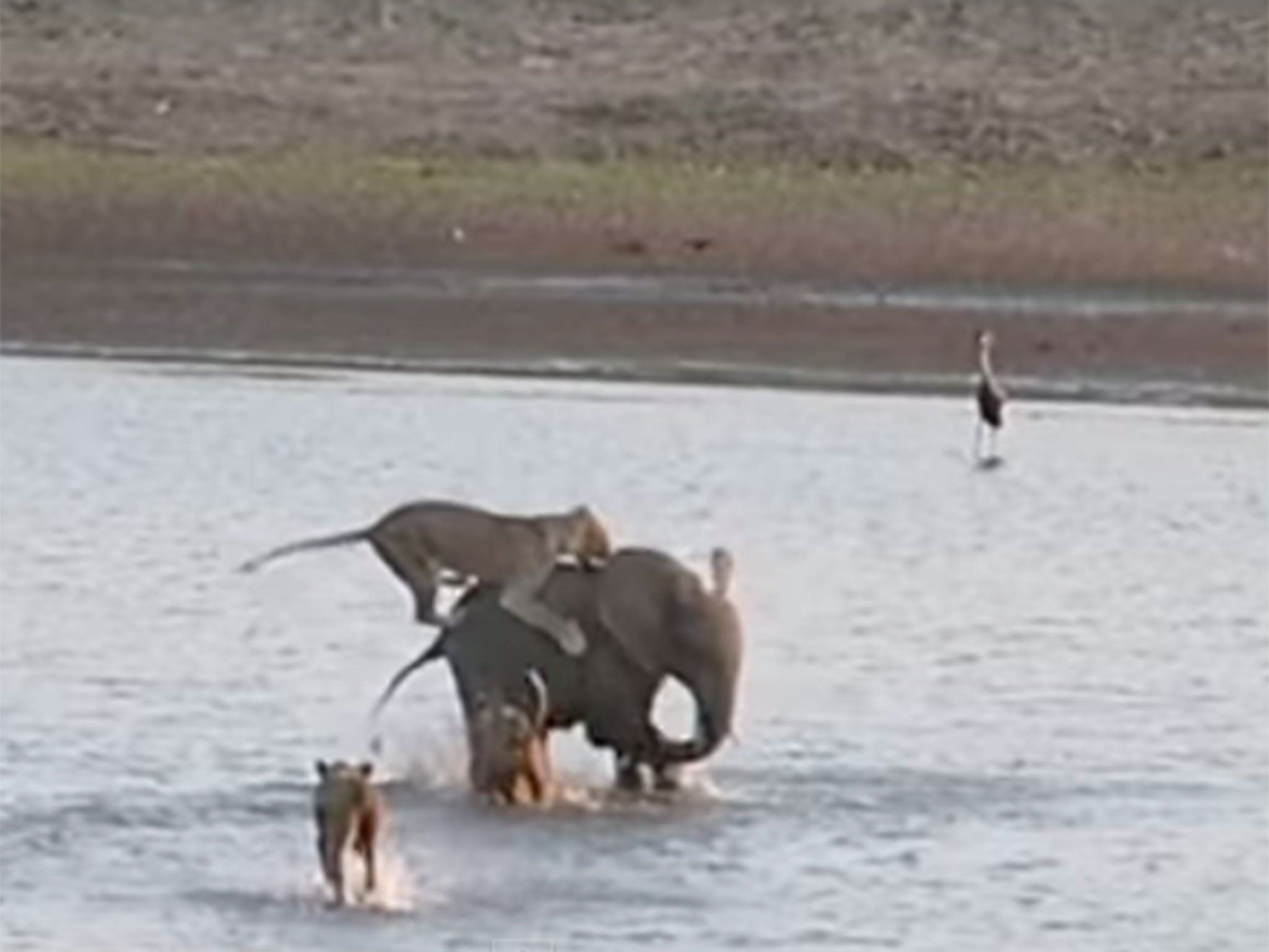 elephant survives attach by lion pack