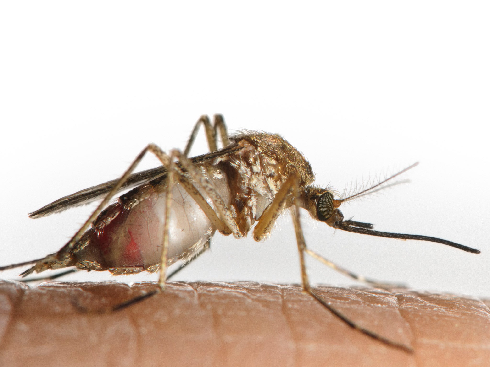 Mosquitoes prefer to bite some people more than others