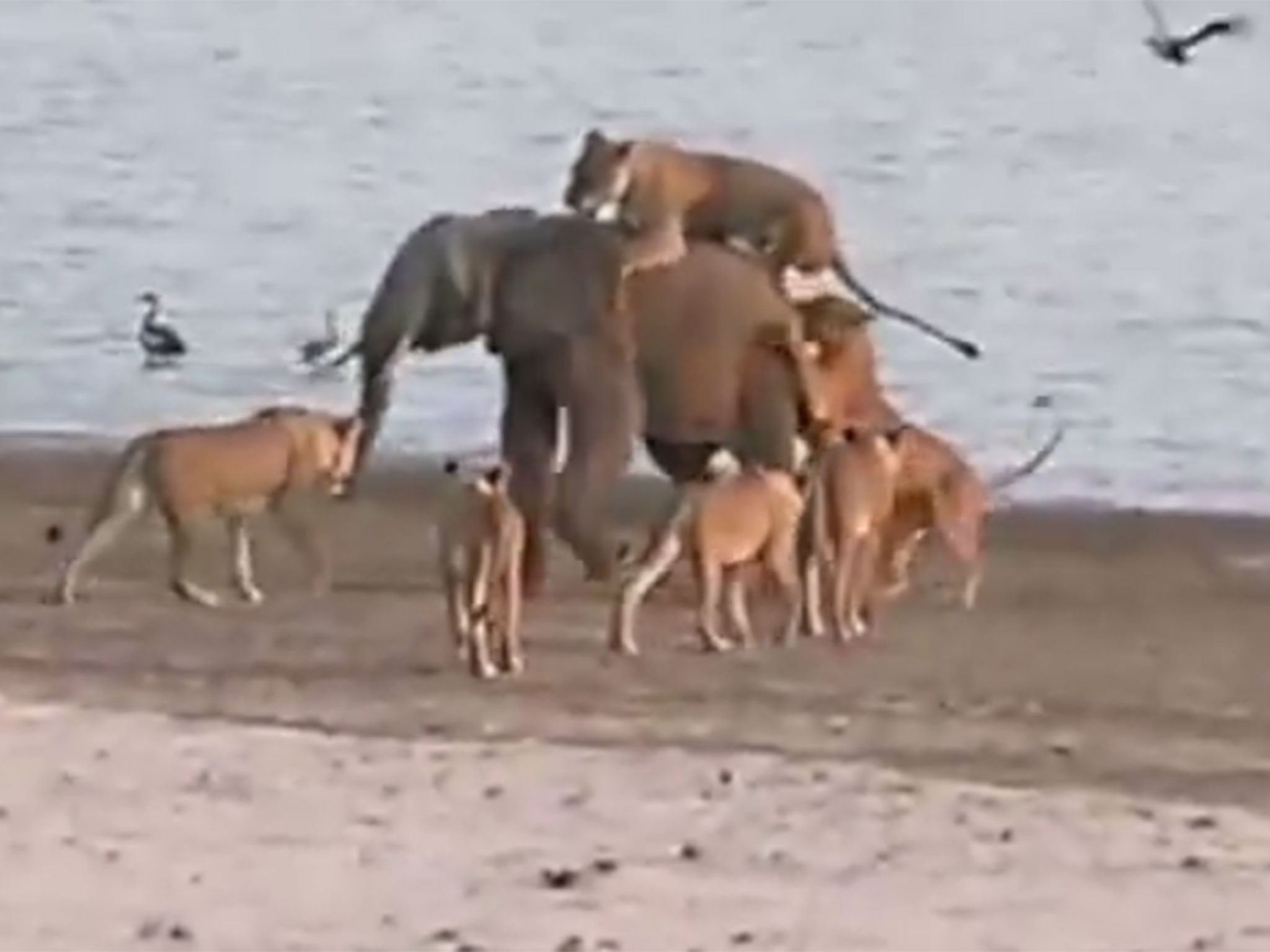 Video footage from Zambia shows the amazing moment a young elephant miraculously fought off a 14 member fried of female lions in Zambia.
