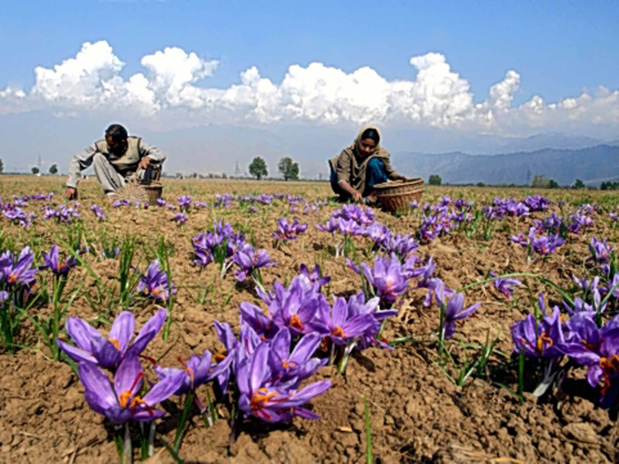 Stamen power: saffron crocuses in Srinagar