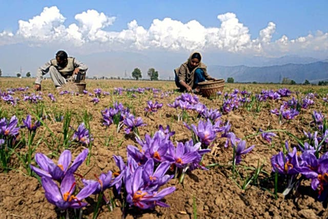 Stamen power: saffron crocuses in Srinagar 