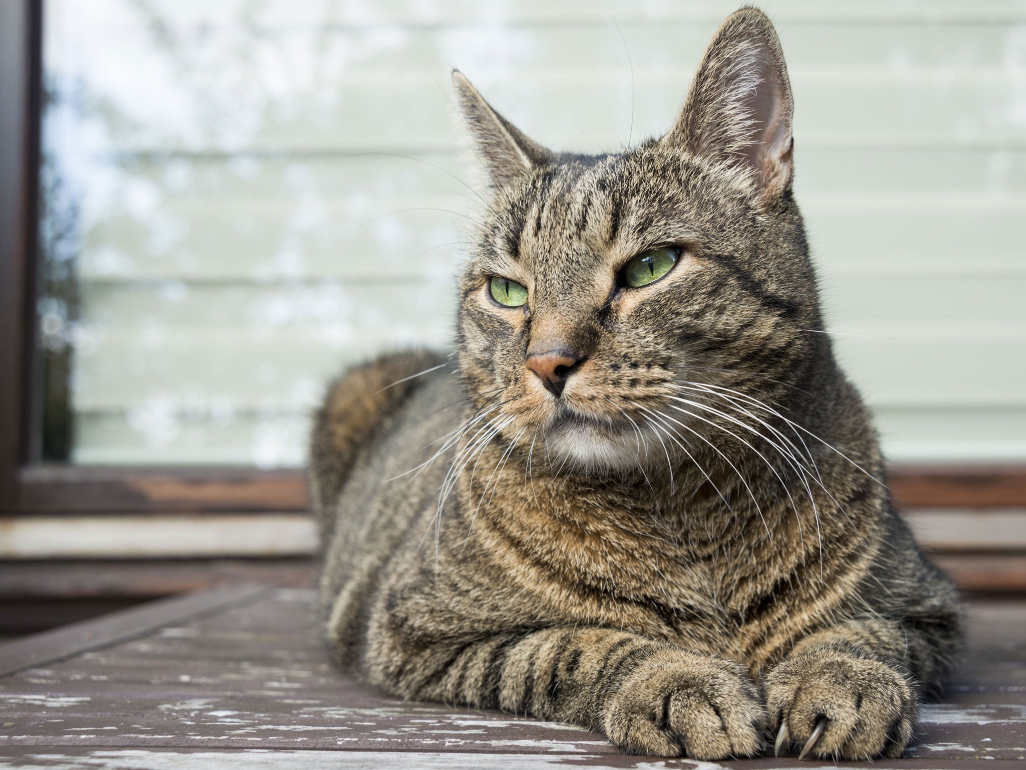 A domestic hot sale cat