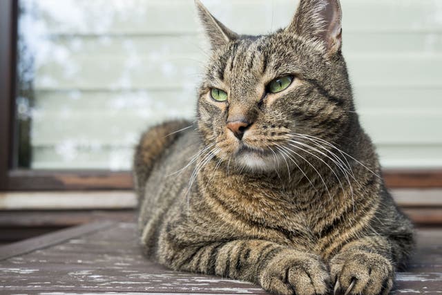 Domestic and wild cats  share many of the same genes