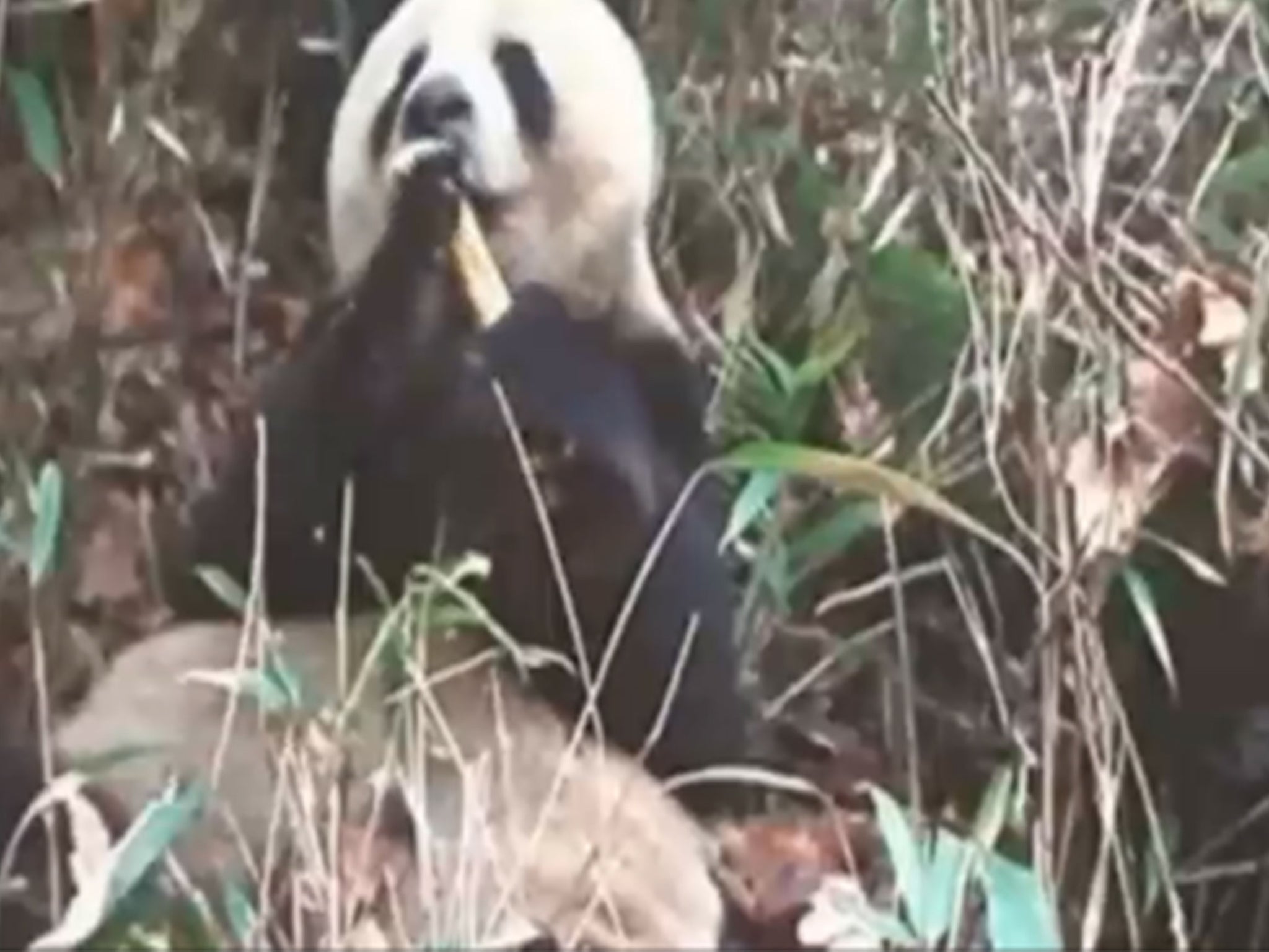 Watch a panda gnaw on takin bones for the first time.