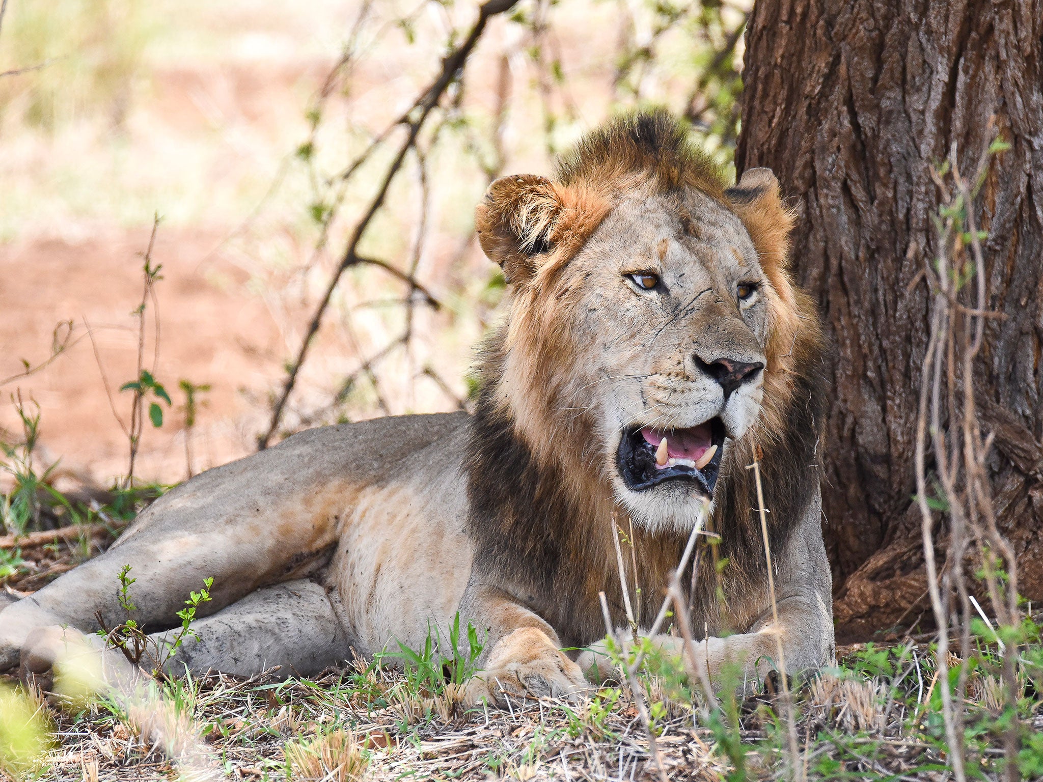 One of the 50 lions in Meru national park PHOTO: Rob Till