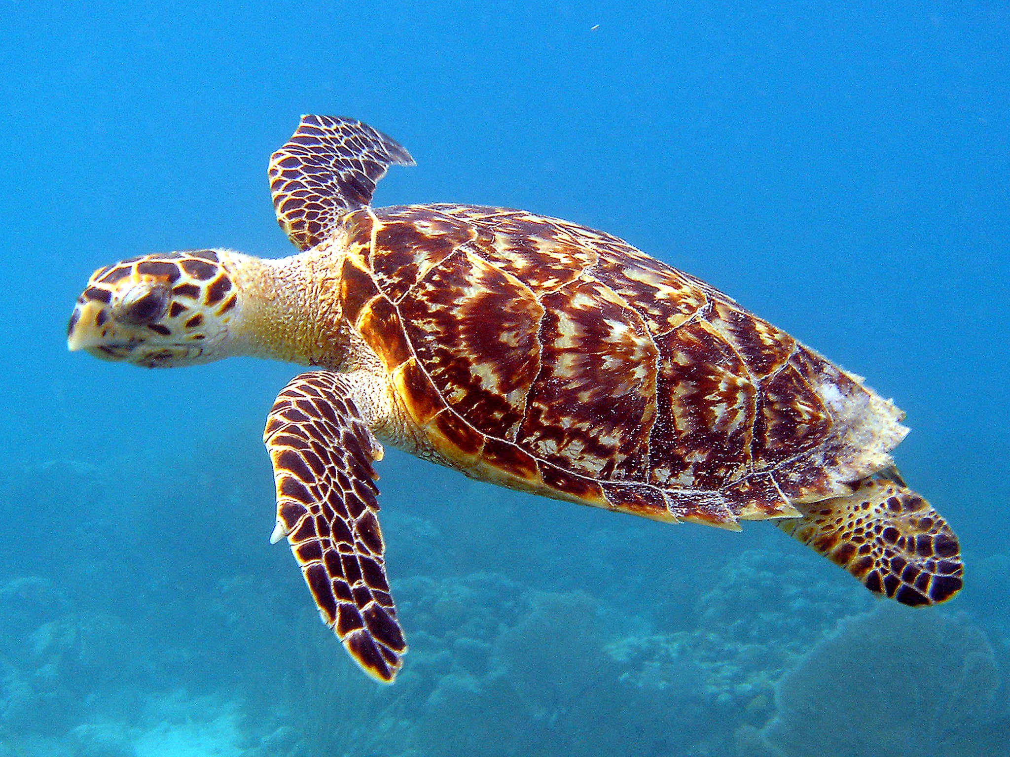 A hawksbill sea turtle