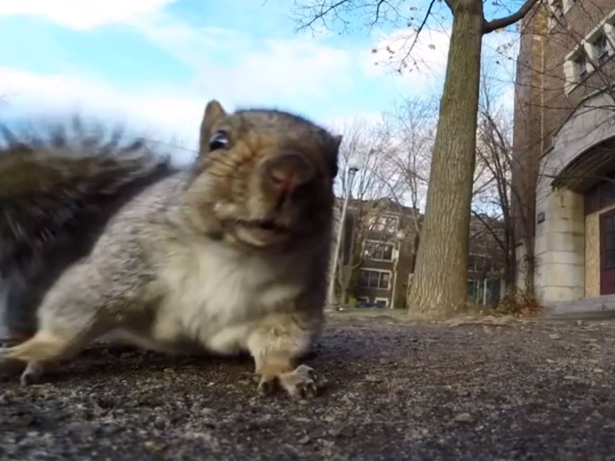The squirrel carried the GoPro up a tree before dropping it