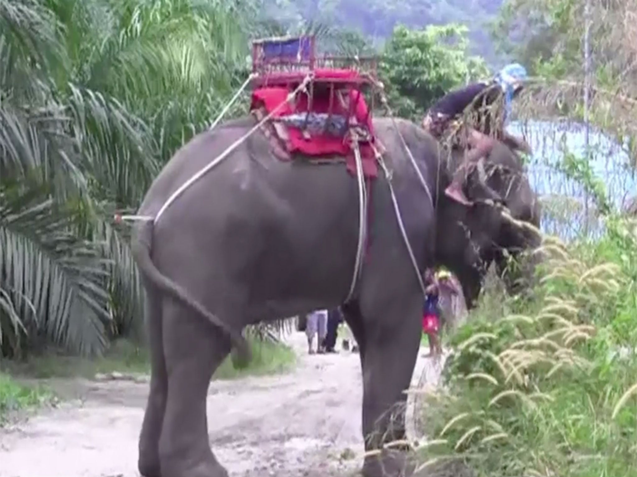 Tourists rescued after elephant kills handler and runs off with them on board.