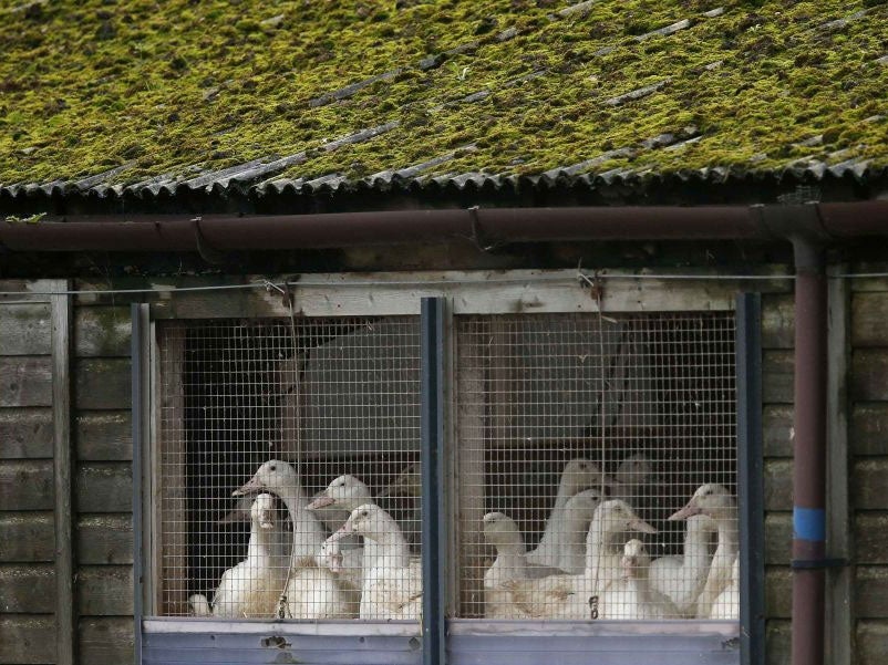 Ducks in cages are seen at a duck farm in Nafferton, northern England, where a bird was diagnosed with bird flu on Friday