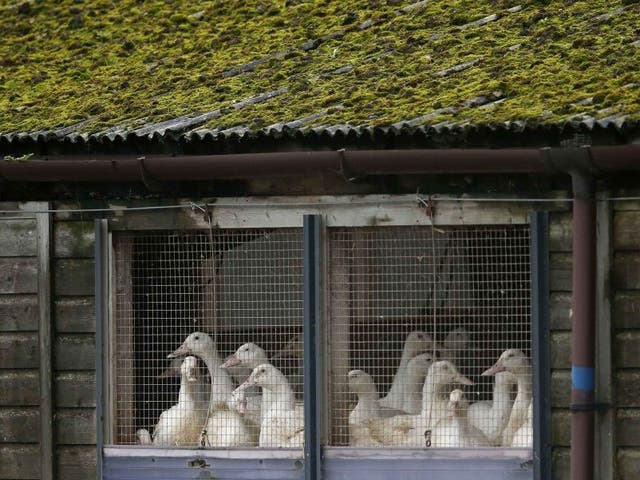Bird flu: EU announces emergency measures to contain ...