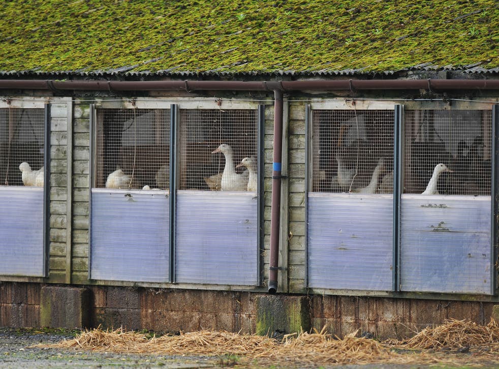 Geese on a farm in Nafferton, East Yorkshire, where measures to prevent the spread of bird flu are under way