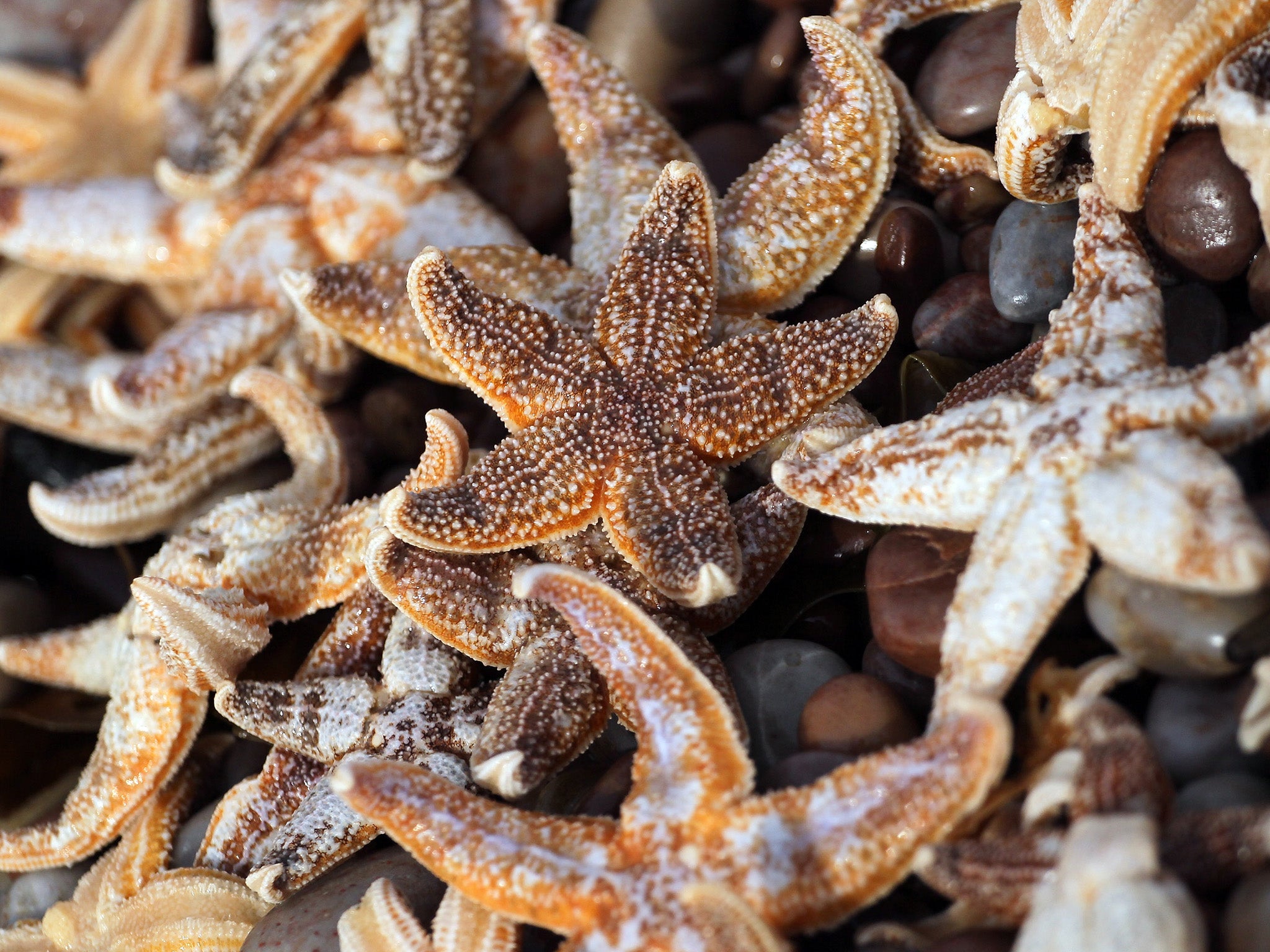 Starfish are highly populous in 'Utopia'