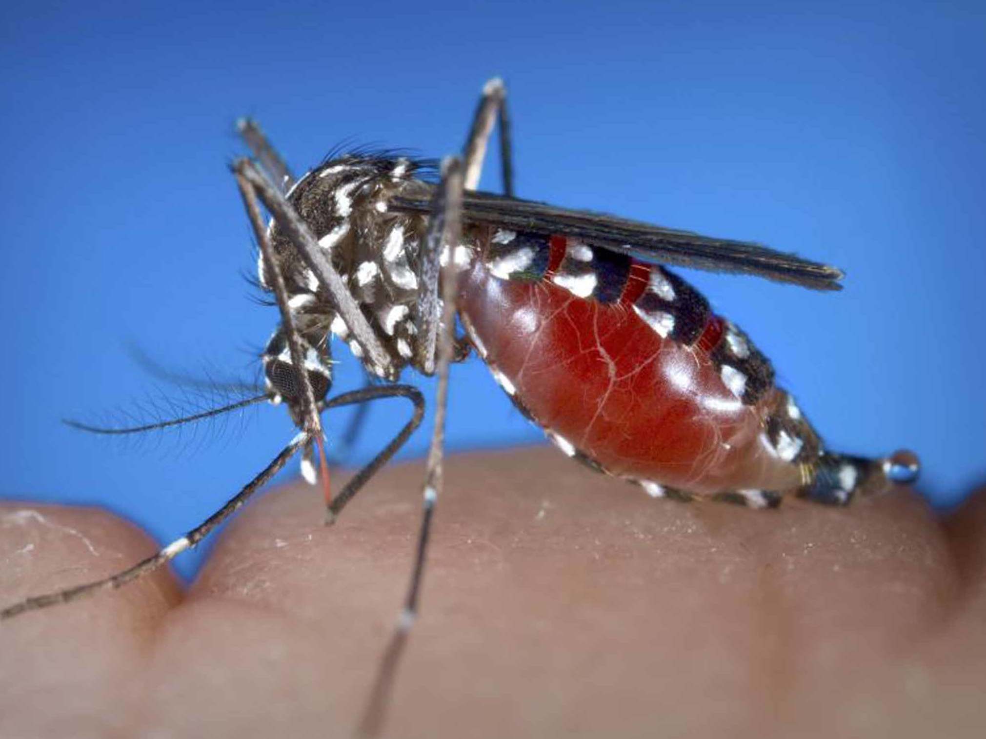 Once bitten: mosquitoes spread chikungunya virus