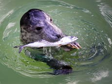 Years of marine research sunk – because seals ate the evidence