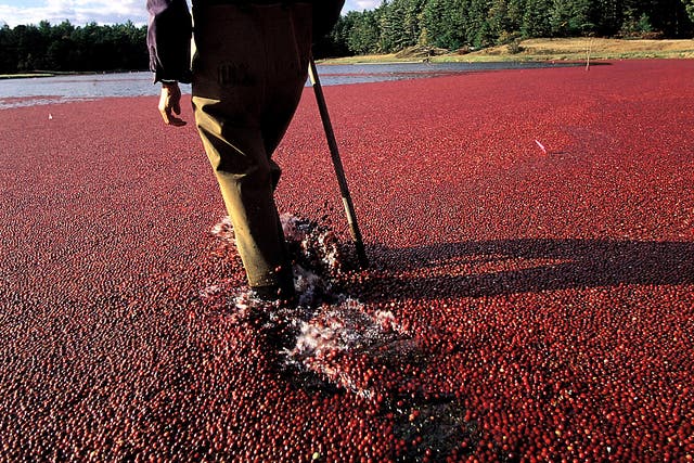 The berry idea: a farmer prepares to harvest cranberries in the wetlands of New England