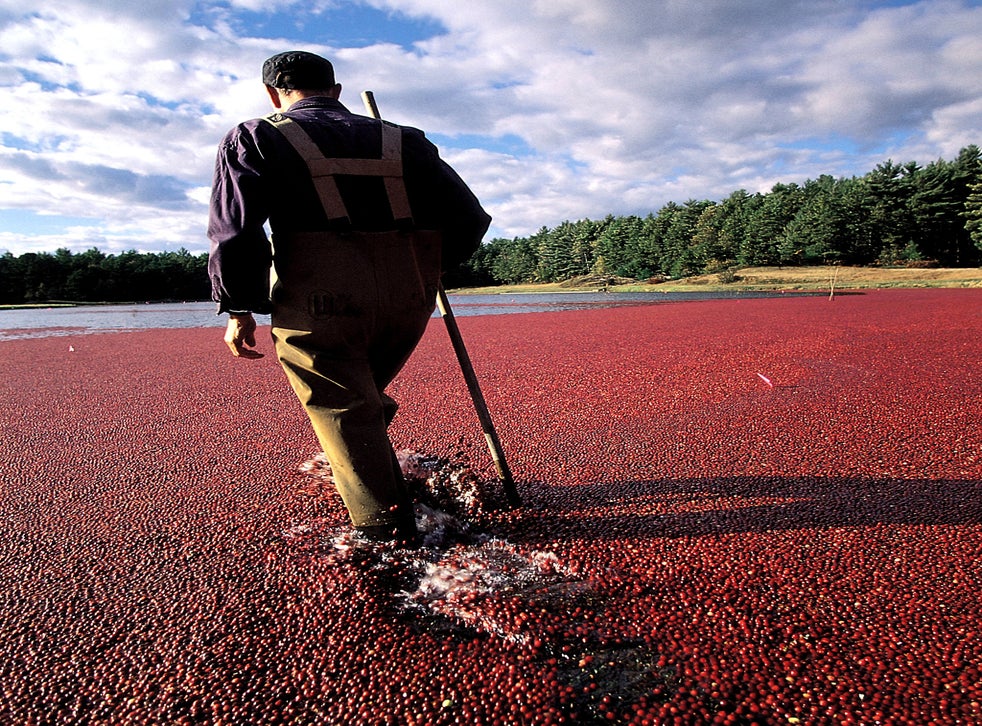 With Thanksgiving and Christmas giving cranberries their moment in the