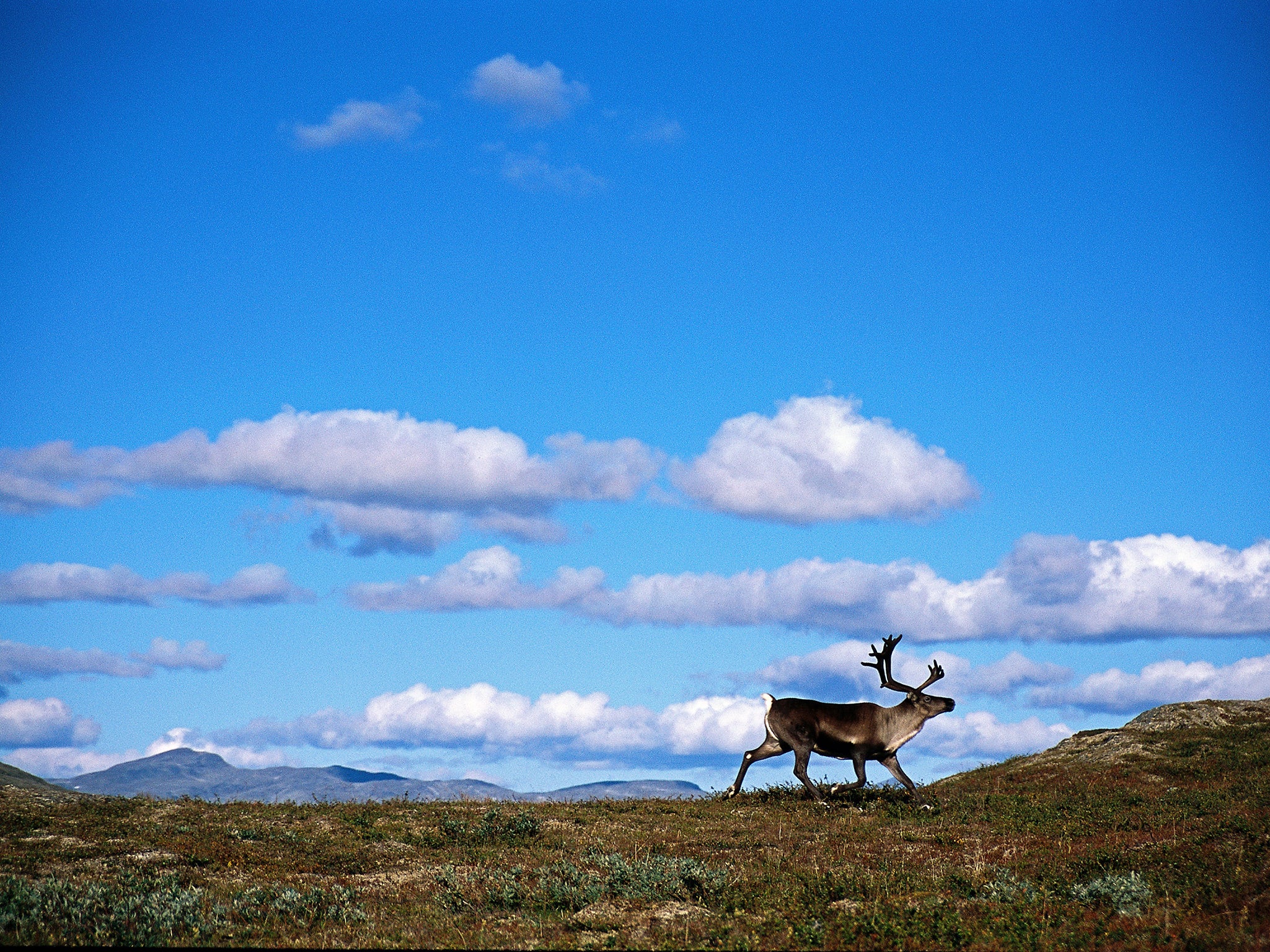 Reindeer graze on lichen in Norway – when it isn’t covered by ice