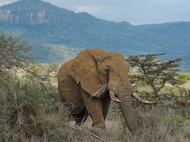 Last year’s ‘Independent’ Christmas Appeal raised £500,000 to fight elephant poaching