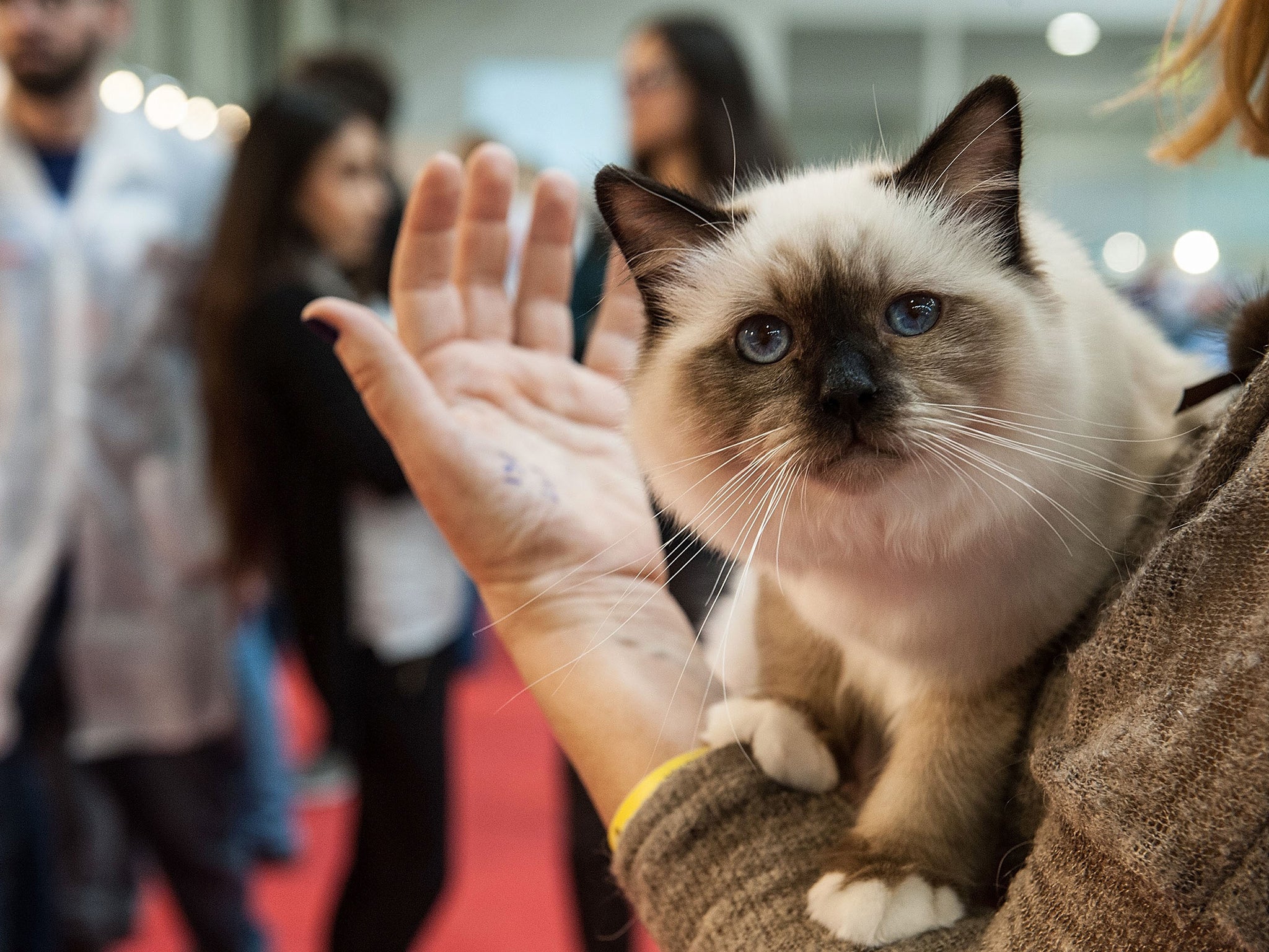 A cat in the arms of his owner during the first day of the Super Cat Show 2014