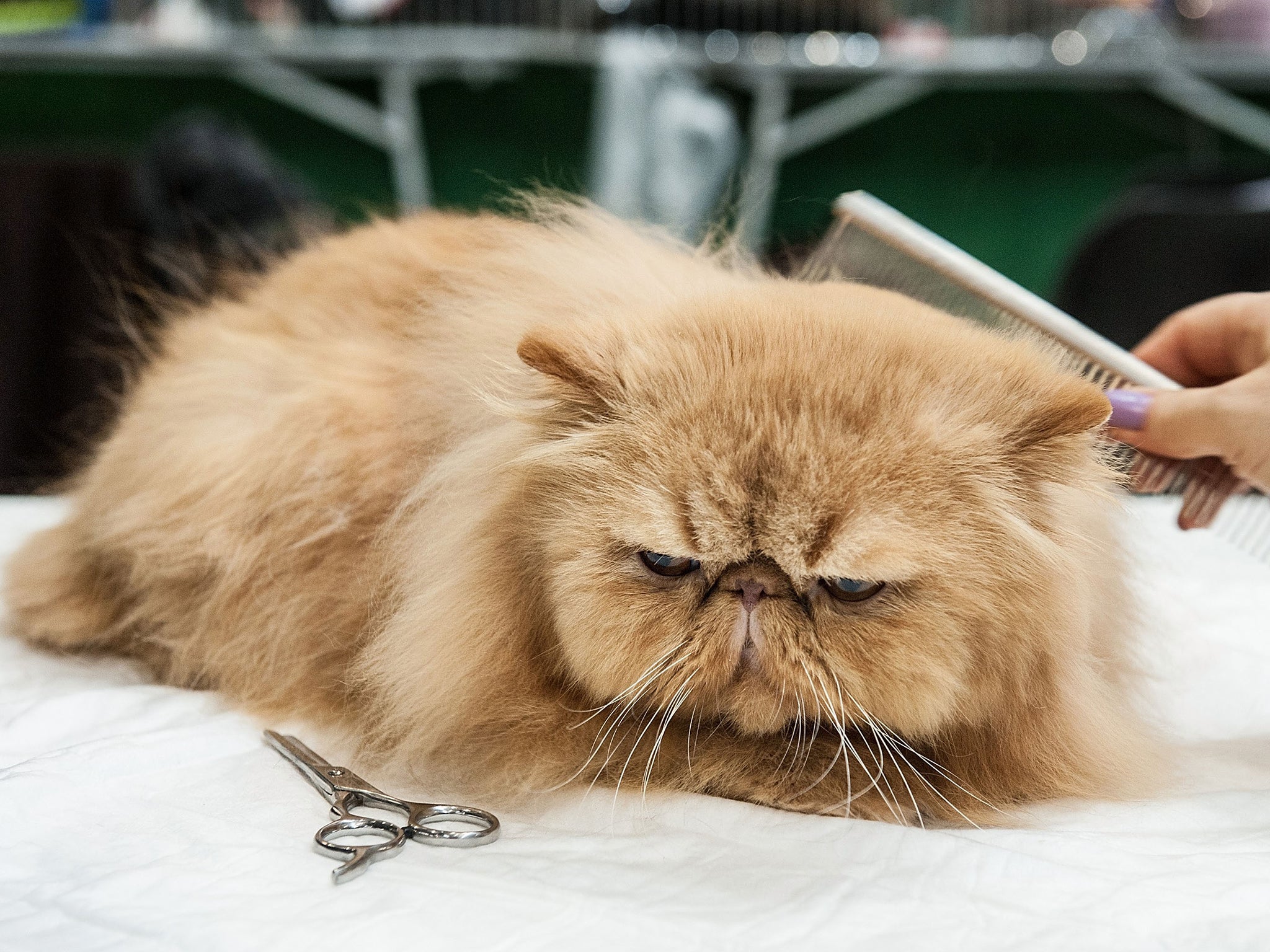The Supreme Cat Show Is It Possible To Train A Moggie