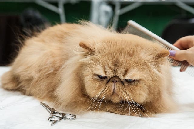 A cat being groomed by its owner before the judges arrive at a cat show in Italy earlier this month