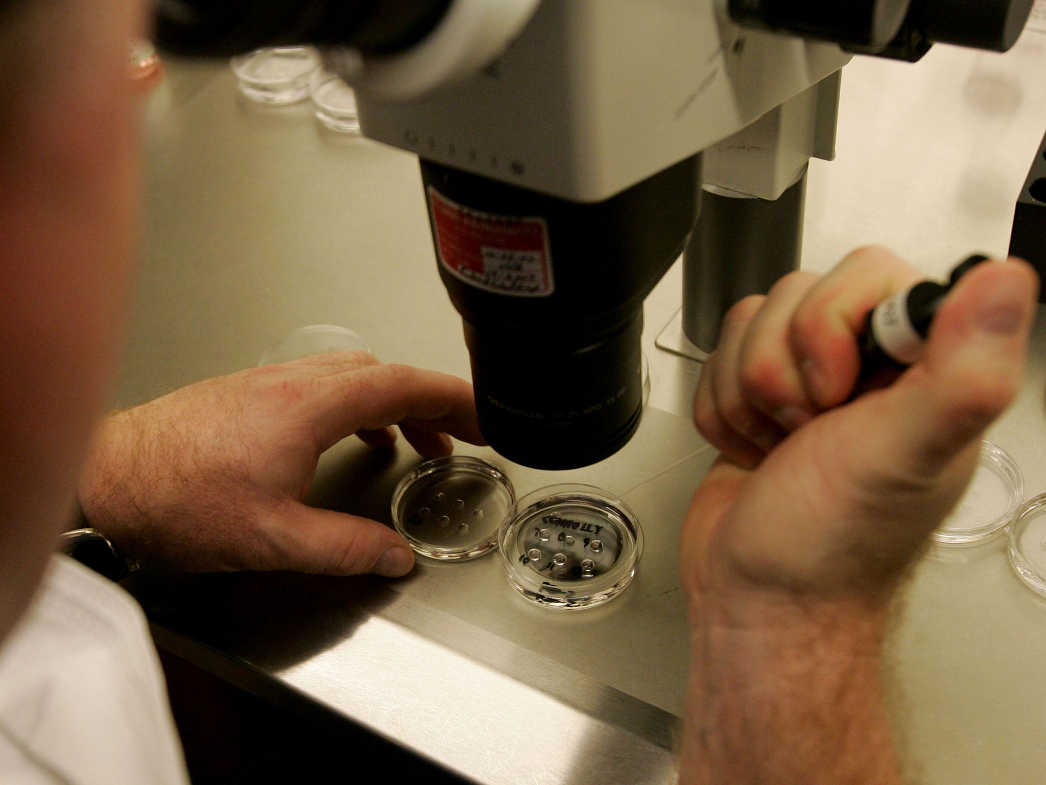Genetically modified embryos are a divisive issue among scientists