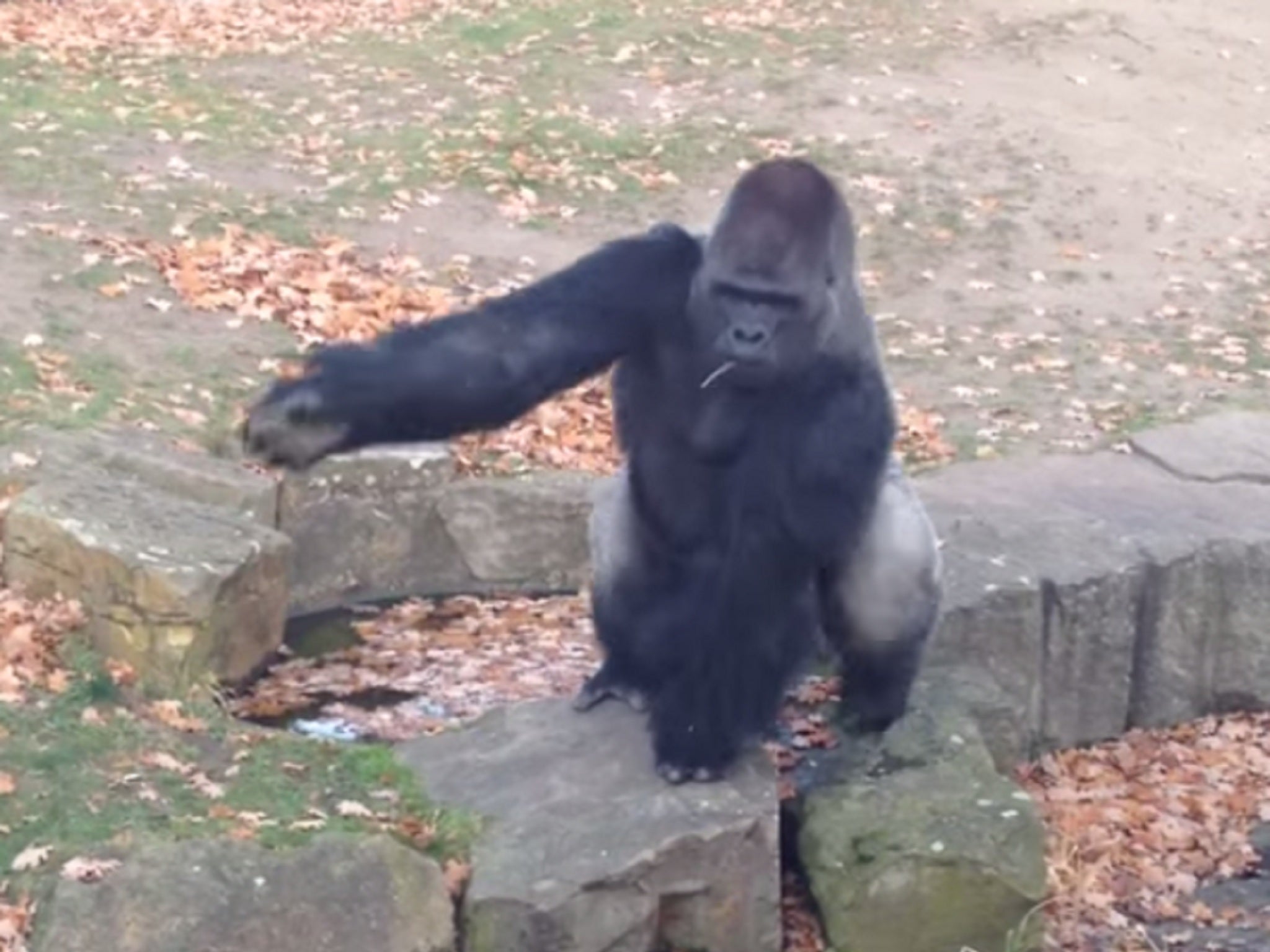 The angry gorilla lobbed a rock at a man filming it in Berlin Zoo