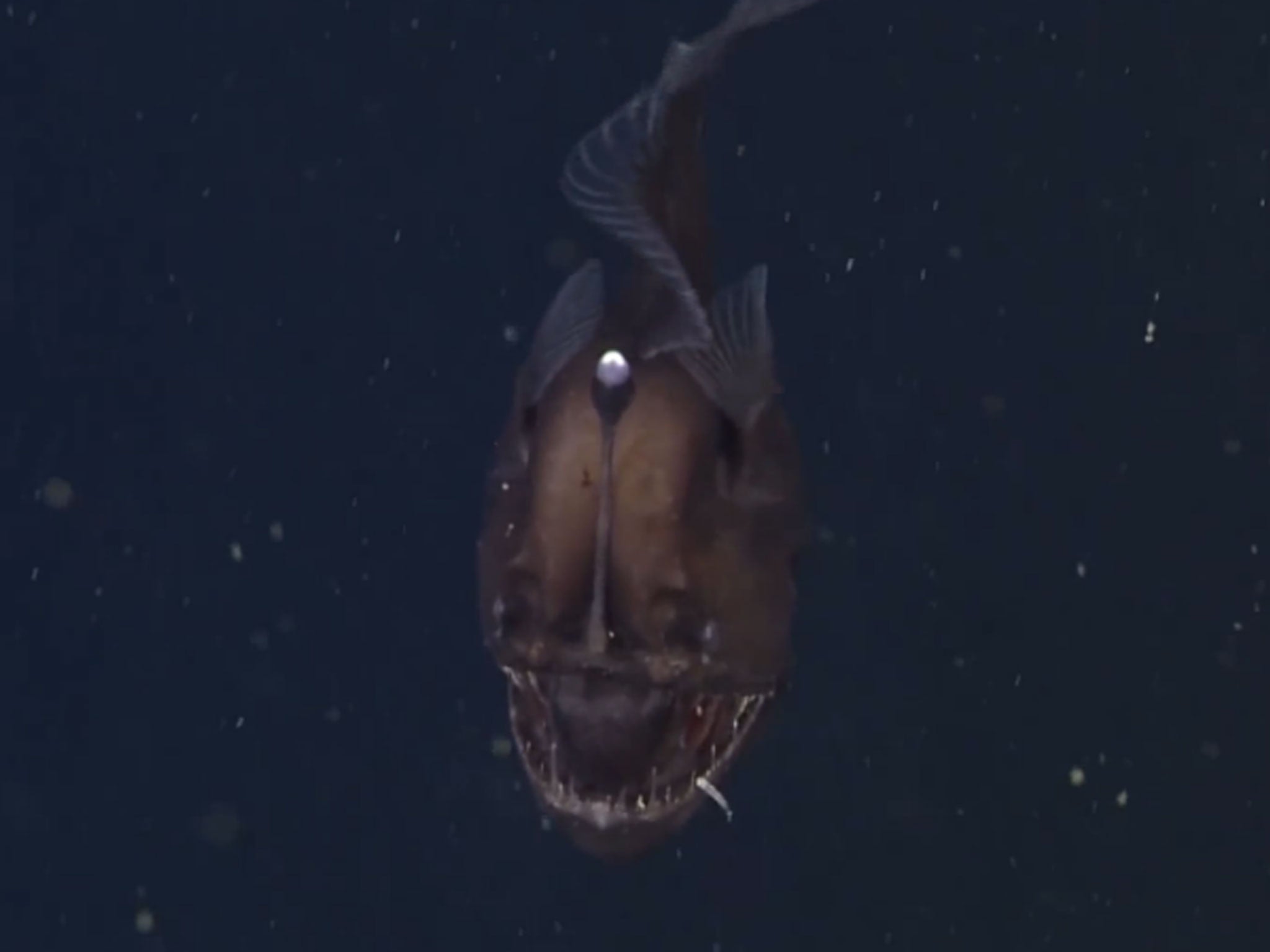 A still taken from the first video footage to be taken of an anglerfish