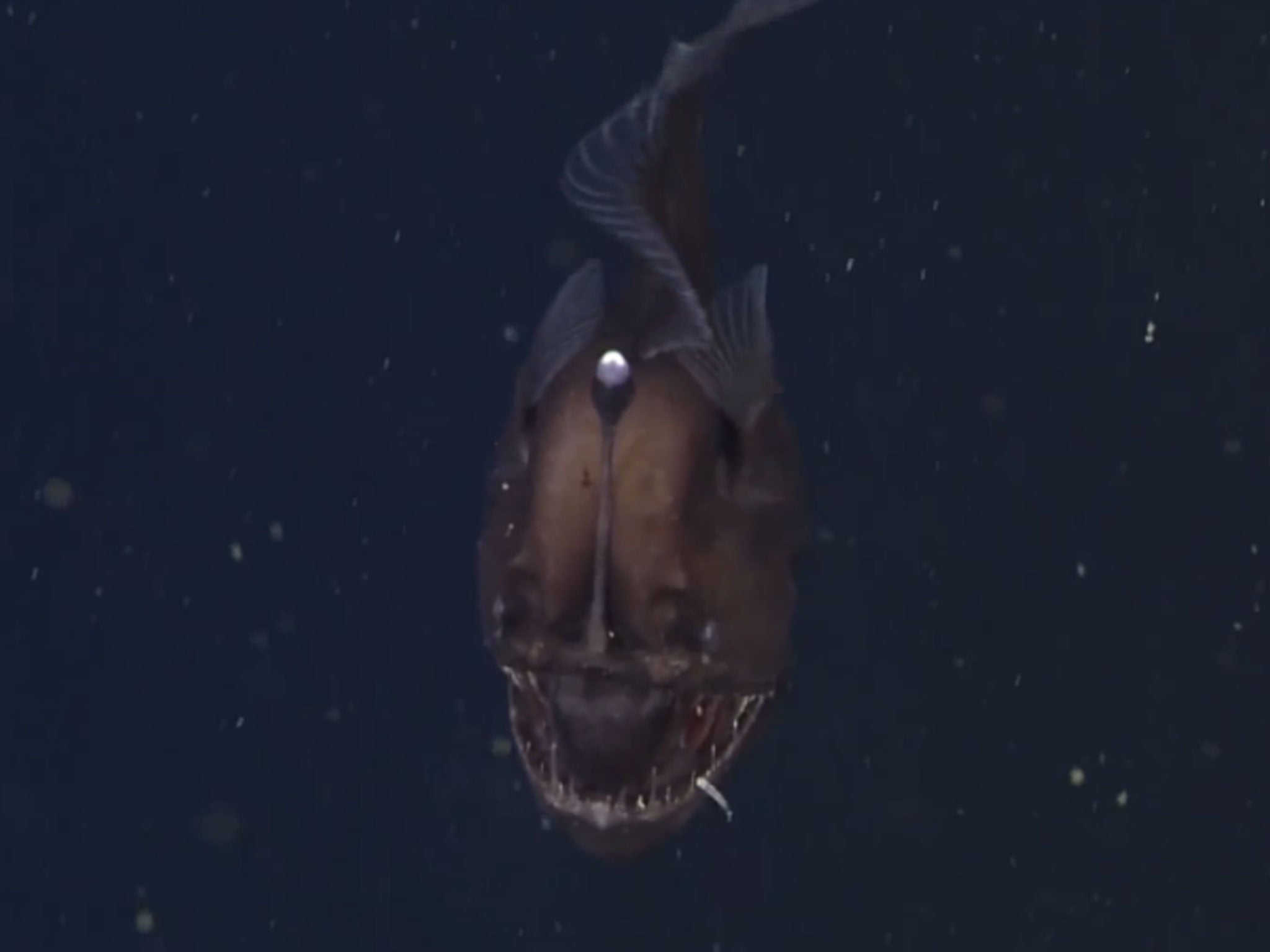 Bizarre Black Sea Devil anglerfish captured on video for the first time ...