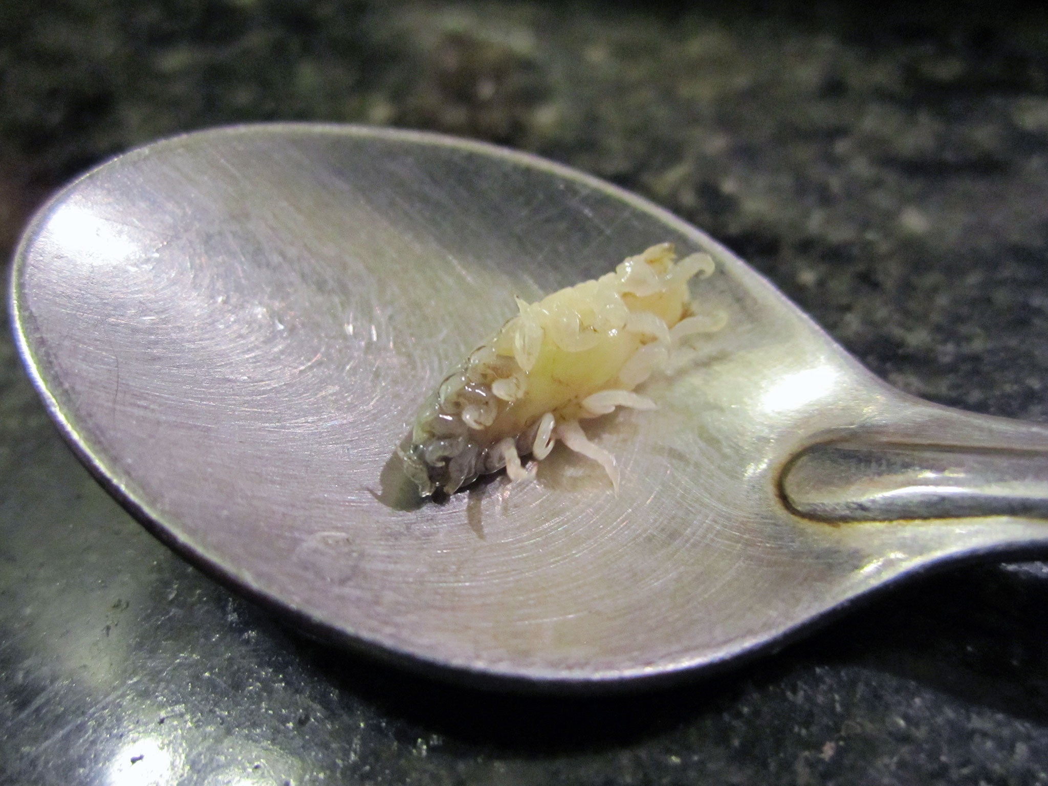 Man finds tongue-eating parasite in his Morrisons fish | The Independent2048 x 1536